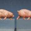 SOLD Hilco Farm Pigs - Saddleback and Running Variants