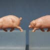 SOLD Hilco Farm Pigs - Saddleback and Running Variants - Image 2