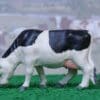 SOLD Timpo Black-and-White Feeding Cow - Near MINT!