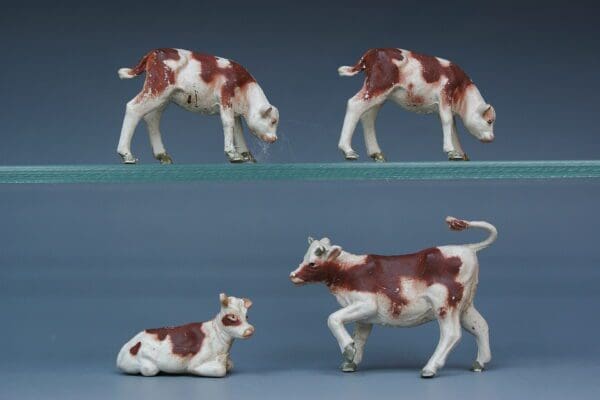 SOLD Herald Farm Ayrshire Calves - Superb!