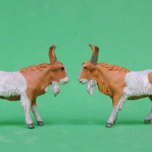 SOLD Herald Farm Billy Goats (Tan & White)