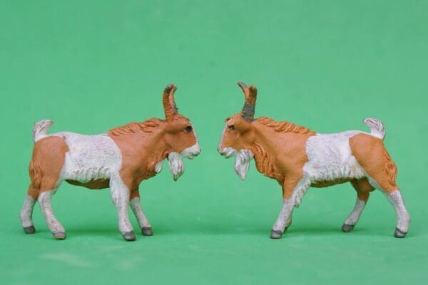 SOLD Herald Farm Billy Goats (Tan & White)