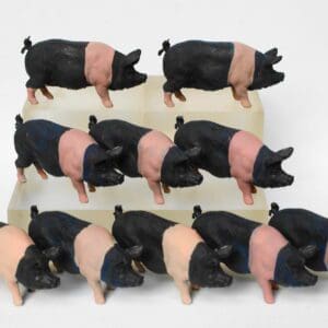 NEW! Herald Saddleback Sow - New-Old Stock!