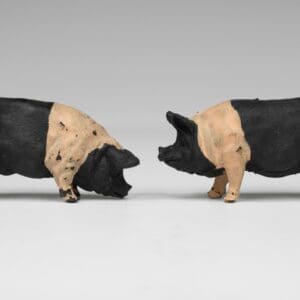 SOLD Herald Farm Saddleback Pigs (Matching Pair)