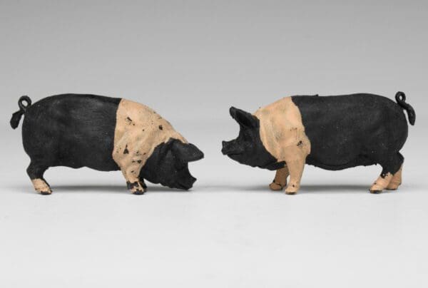 SOLD Herald Farm Saddleback Pigs (Matching Pair)