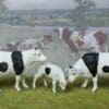 SOLD Herald Black-and-White Cows & Calf