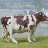 SOLD Herald Ayrshire Cow (Standing) - Beautiful Markings!