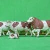 NEW! Britains Bull, Cows & Calf - CARAMEL Markings - Image 3