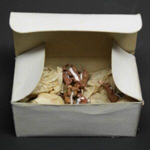 SOLD Herald Buck Rabbit (Brown) 1958 Trade Box