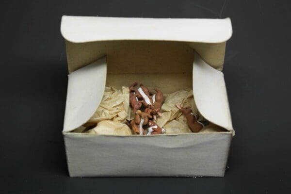 SOLD Herald Buck Rabbit (Brown) 1958 Trade Box