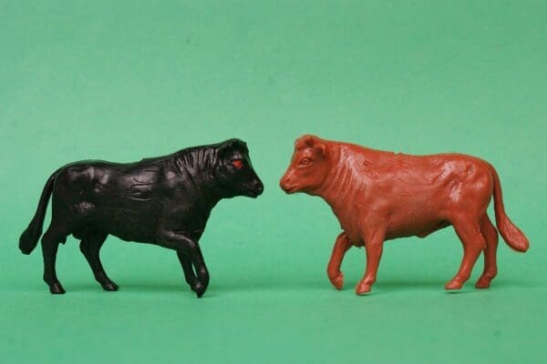 SOLD Speedwell Farmyard Bulls - Black & Brown