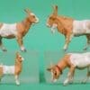 SOLD Herald Goat Family (Tan & White) - Early Paint!
