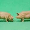 NEW! Herald Pigs, Sow & Boar - BUFF Plastic! - Image 3