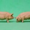 NEW! Herald Pigs, Sow & Boar - BUFF Plastic!