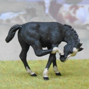 SALE! Herald Black Scratching Colt