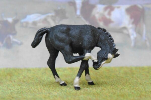 SALE! Herald Black Scratching Colt