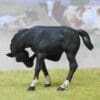 SALE! Herald Black Scratching Colt - Image 3