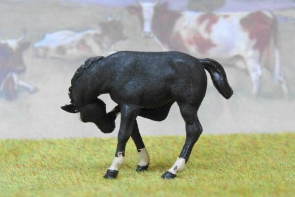 SALE! Herald Black Scratching Colt - Image 3