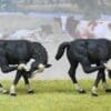 SALE! Herald Black Scratching Colt - Image 4