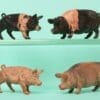 NEW! Crescent Farm Models - Scarce Saddleback Pigs - Image 3