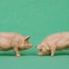 NEW! Herald Pigs, Sow & Boar - SMOOTH BUFF Plastic! - Image 3
