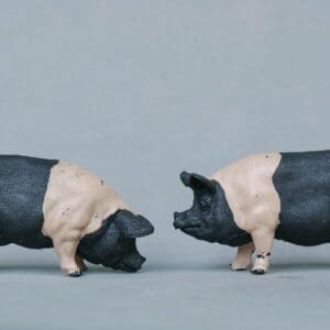 LAST PAIR! Herald Farm Saddleback Pigs (Matching Pair)