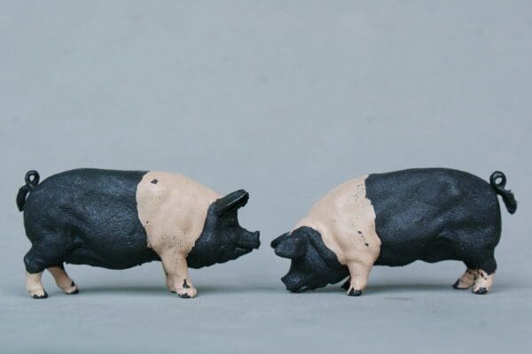 LAST PAIR! Herald Farm Saddleback Pigs (Matching Pair) - Image 3