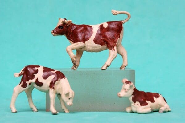 SOLD Herald Ayrshire Calves - Early Dark Brown Markings!