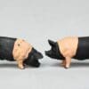 SOLD Herald Farm Saddleback Pigs (Matching Pair)
