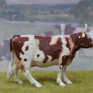 SOLD Herald Ayrshire Cow (Standing) Superb!
