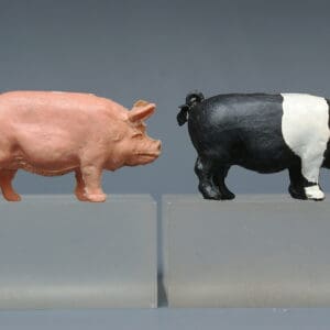 F G Taylor & Sons Rare SADDLEBACK Pig