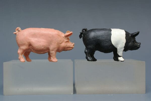 F G Taylor & Sons Rare SADDLEBACK Pig