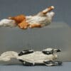 Herald Sheepdogs Lying & Running - Black & Tan Colour - Image 4